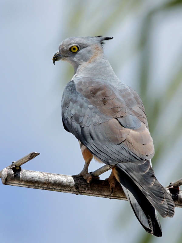 Pacific Baza (Aviceda subcristata)